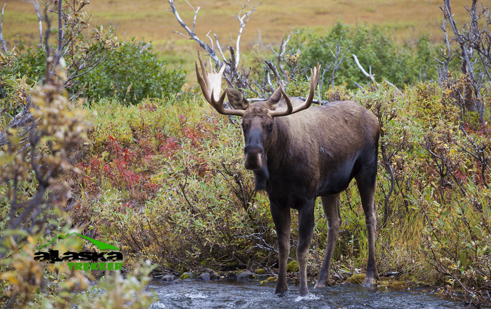 large_alaska_bull_moose