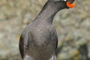 Alaska’s Crested Auklet