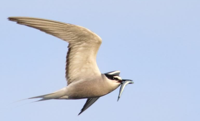 arctic-tern-yakutat