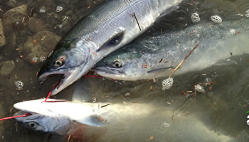alaska-fishing-adventures alaska-fishing-adventures