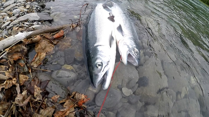 coho-salmon-alaska