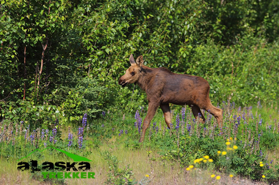 baby-alaska-moose