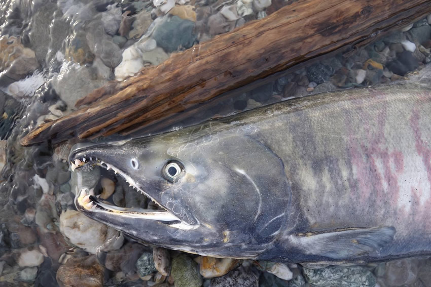 chum-salmon-in-alaska