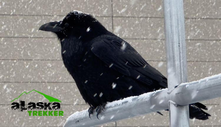 ravens_alaska_anchorage