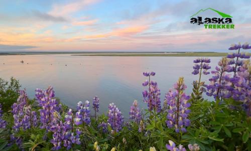 alaska-lupine-trekker