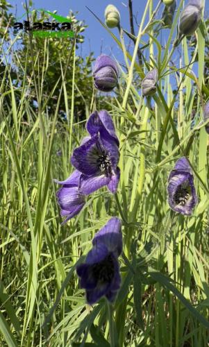 alaska-monkshood