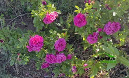 alaska-roses